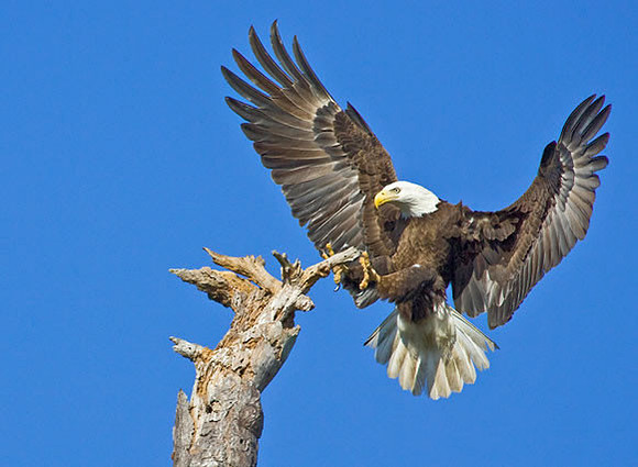 "Rest Stop" Bald Eagle