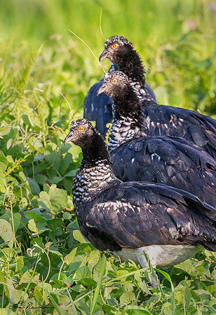 “Three For The Money” –  Horned Screamers, Peru