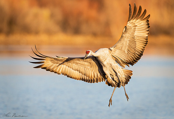 Final Approach - Sandhill Crane - New Mexico