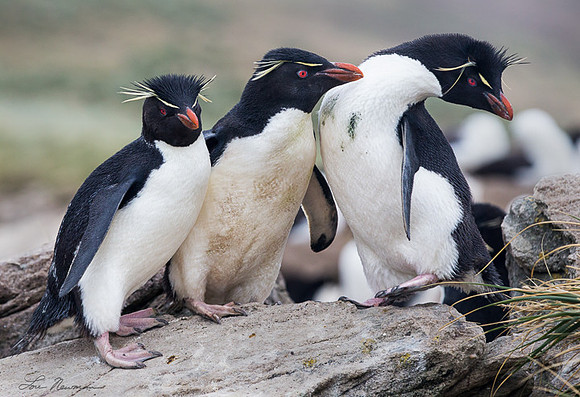 "Can You See It" - Rockhopper Penguins - Falkland Islands