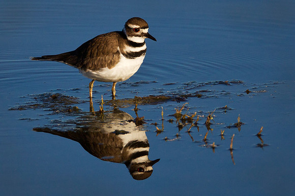 "Clear Day" Killdeer