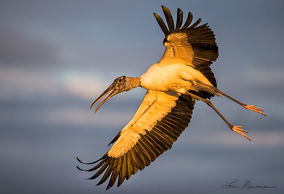 Beautiful In Flight - Wood Stork - Florida