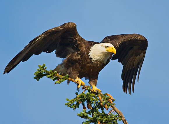"Master Of The Air" Bald Eagle