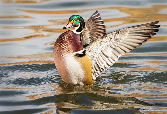 "Showing Off" Wood Duck, New Mexico