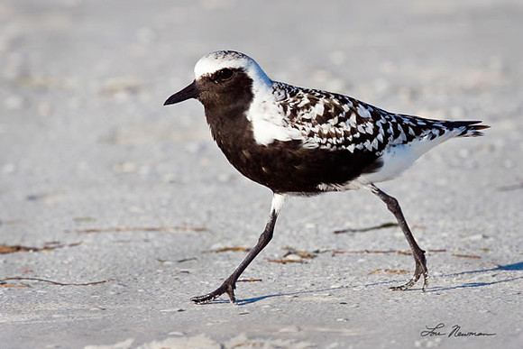 "Purpose Driven" Black-bellied Plover