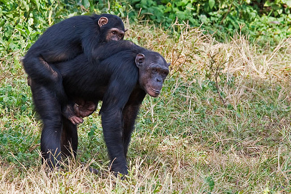 "Mom & Youngster"  Chimpanzee