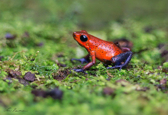 "Blue Jeans Frog" Strawberry Poison Dart Frog, Costa Rica