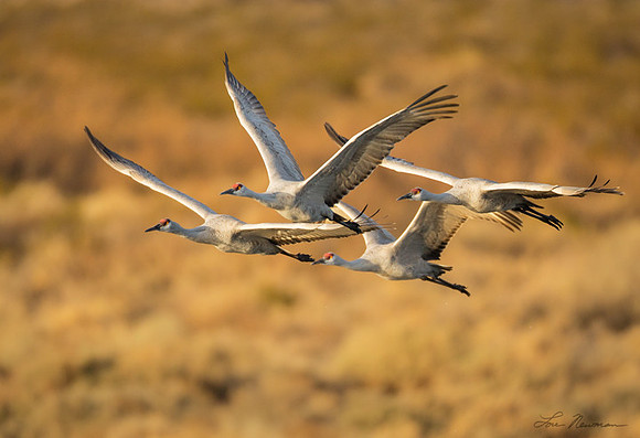 "Morning Ritual" Sandhill Crane, New Mexico