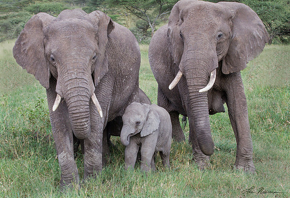 "Family Portrait" African Elephant, Tanzania Africa