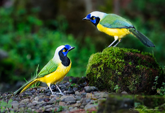 Are You Sure - Green Jays - Ecuador
