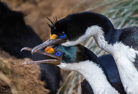 Lovers - King Cormorants - Falkland Islands