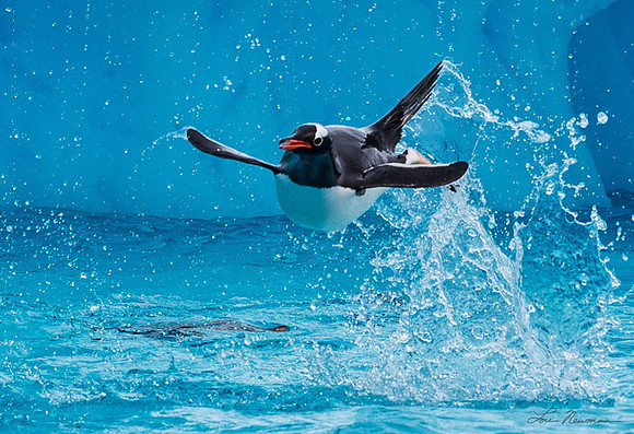 Flying Penguin - Gentoo Penguin - Antarctica