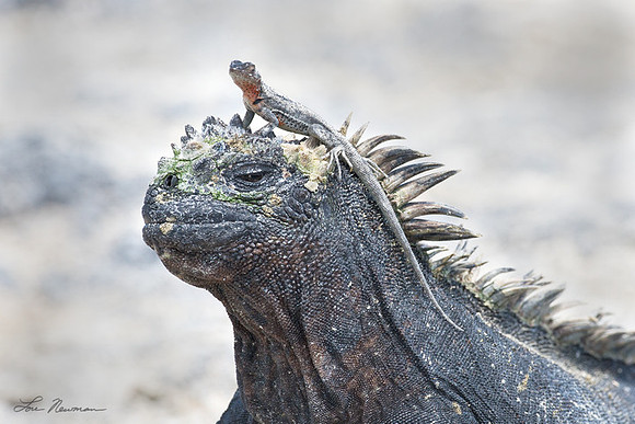 "Not My Baby" Marine Iguana & Lava Lizard