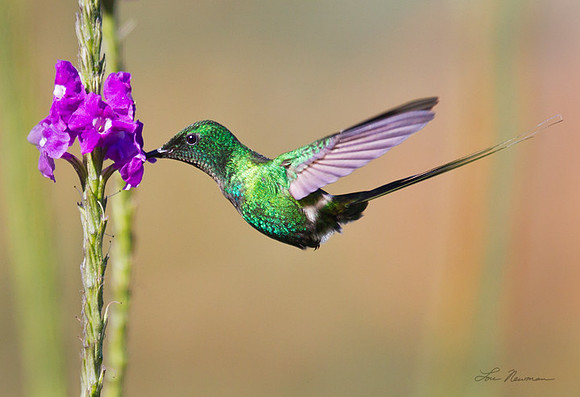 "Feeding Hummer" Green Thorntail, Costa Rica