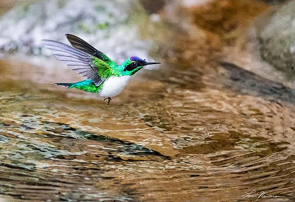 Bathing Hummer - Purple-crowned Fairy - Costa Rica