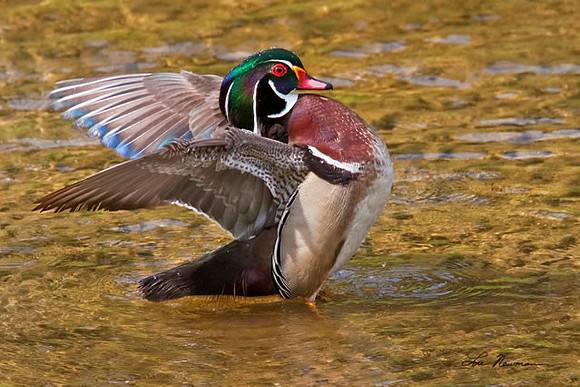 "Drying Off" Wood Duck