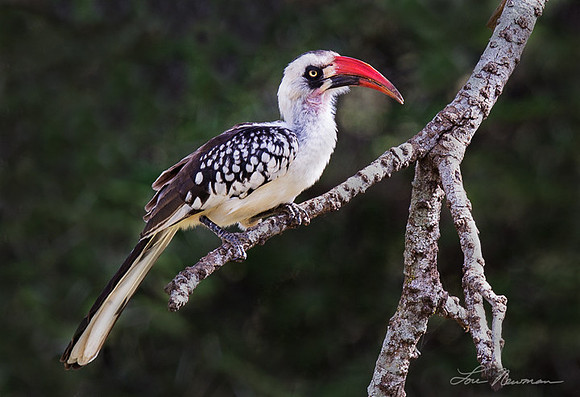Grouchy - Von der Decken's Hornbill - Tanzania