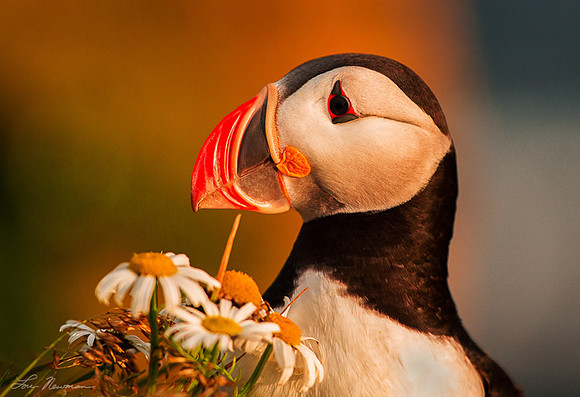 Posing Pretty - Atlantic Puffin - Iceland