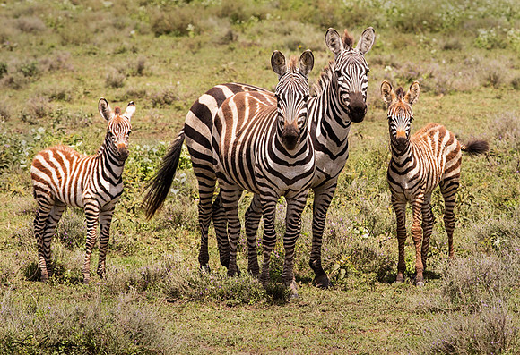 "What's Up, Doc?" Common Zebra, Tanzania Africa