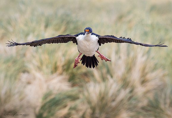 Incoming - King Cormorant - Falkland Islands