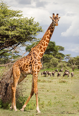 "Father Figure" Masai Giraffe, Tanzania Africa