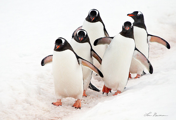 "Teetering A Bit" Gentoo Penguin, Antarctica