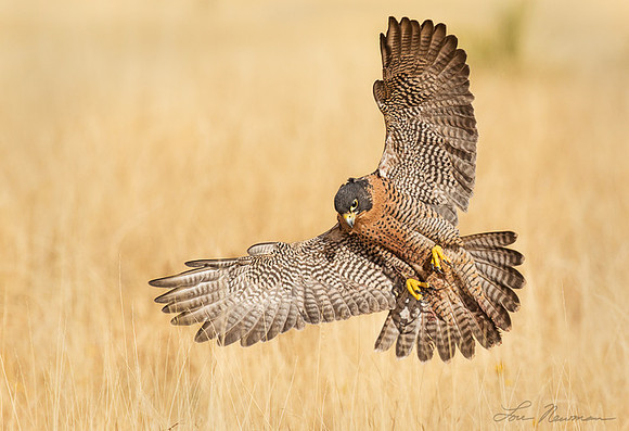 A Closer Look - Peregrine X Gyrfalcon Cross - New Mexico