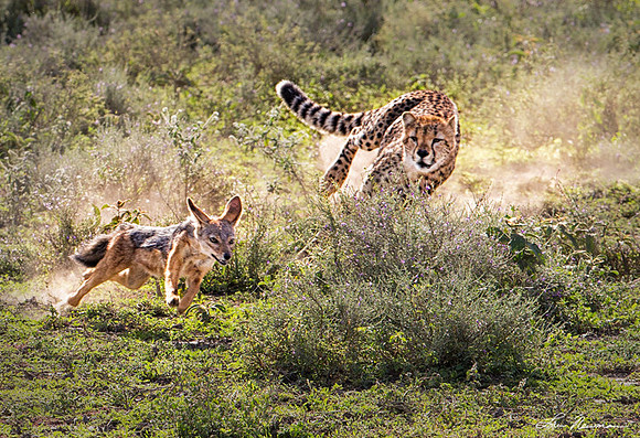 "Game of Chicken" Cheetah & Black-backed Jackal, Tanzania Africa