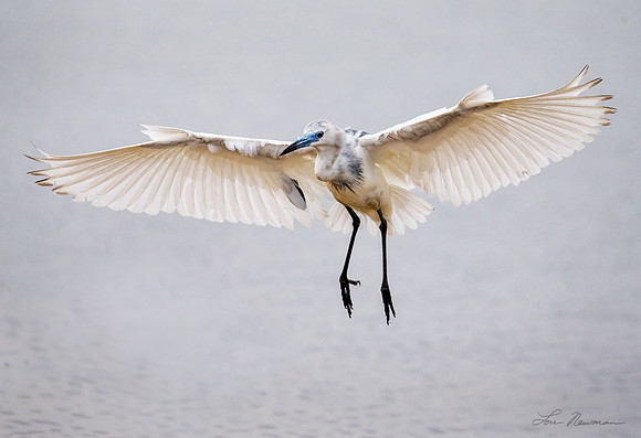 Flaps Down_Juvenile Litttle Blue Heron