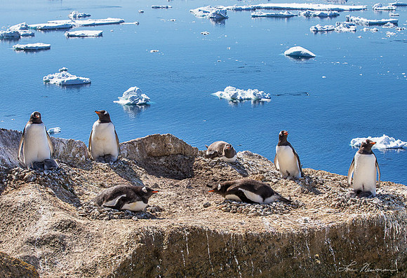 Nest Guardians - Gentoo Penguins - Antarctica