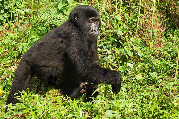 "Young Female" Mountain Gorilla