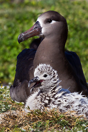 Black-footed Albatros