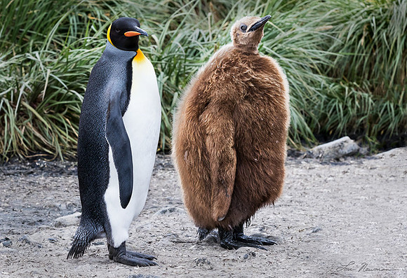 Oakum Boy - King Penguins - South Georgia