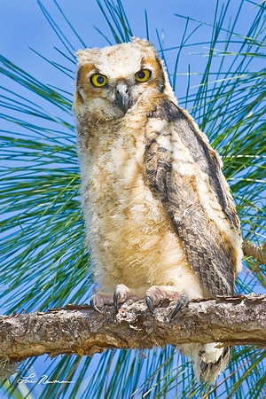 Great Horned Owl