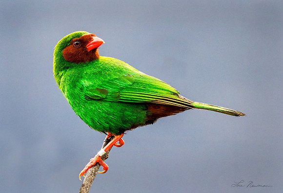 “Watching His Back” –  Grass Green Tanager, Peru