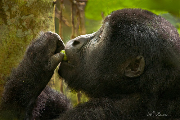 "Fig Lover"  Mountain Gorilla