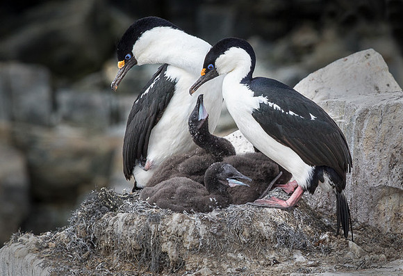 Expecting Food - Antarctic Cormorants - Antarctica