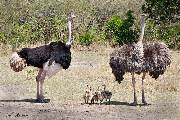 "On Guard" Ostrich