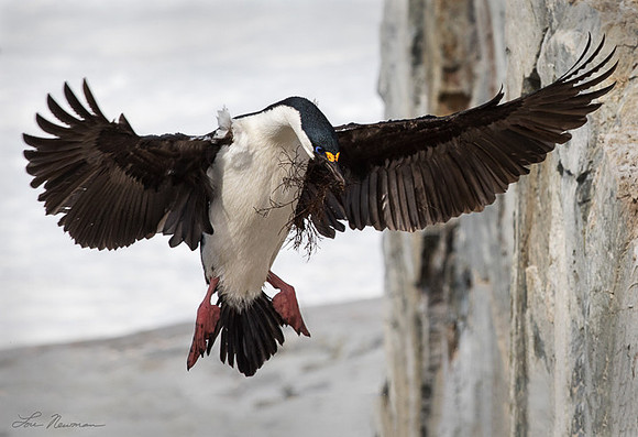"Blue-eyed Shag" - Antarctic Cormorant - Antarctica