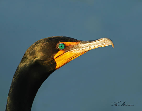 "Steely Eye" Double-crested Cormorant