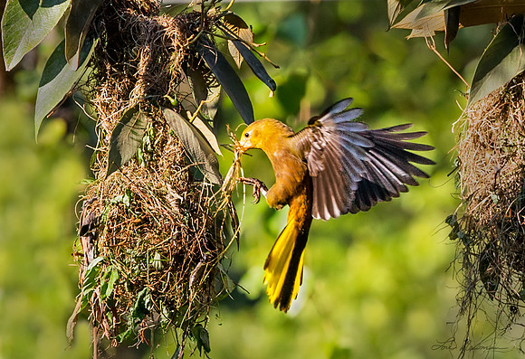 “The Nest Builder” –  Russet-backed Oropendola, Peru
