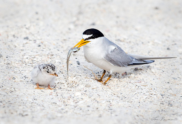 I'll Feed First _ Geat Egret Chicks