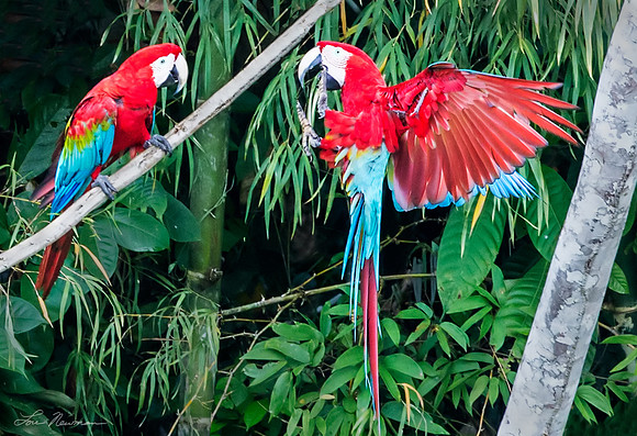 “Brace Yourself”  –   Red-and-green Macaw, Peru