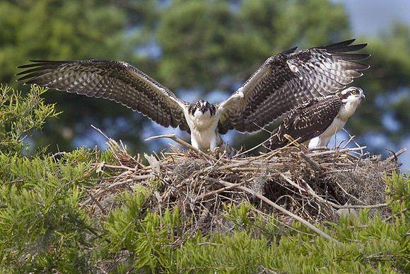 Osprey