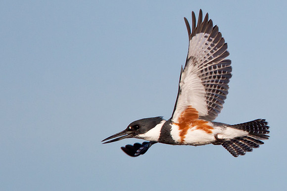 "Looking" Belted Kingfisher
