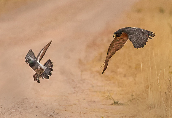 Amazing Escape - Peregrine Falcon & Pigeon - New Mexico