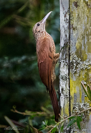 “Straight Up” –  Cinnamon-throated Woodcreeper, Peru