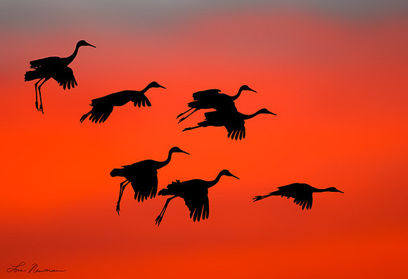 "Evening Silhouette" Sandhill Crane, New Mexico