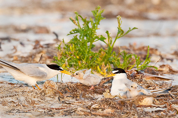 Least Terns