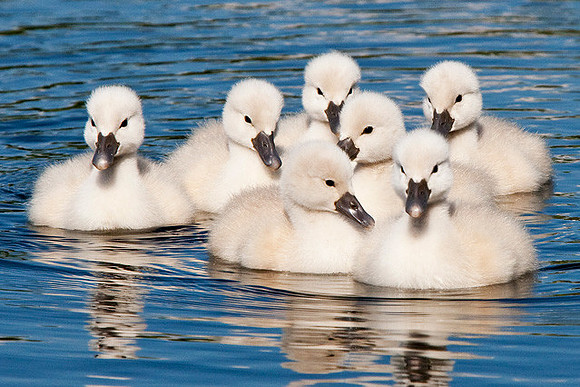 "Family Portrait" Mute Swan